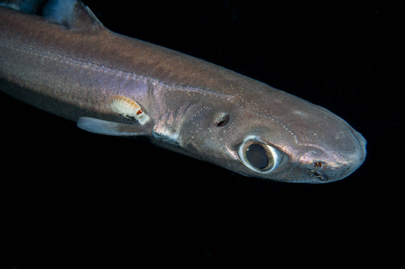 Svarthå (Etmopterus spinax). Foto: Nils Aukan