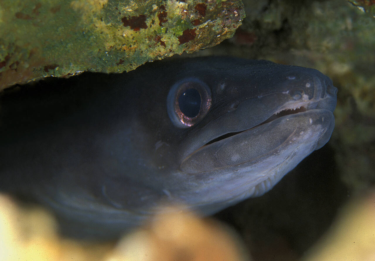 Havål (Conger conger). Foto: Nils Aukan