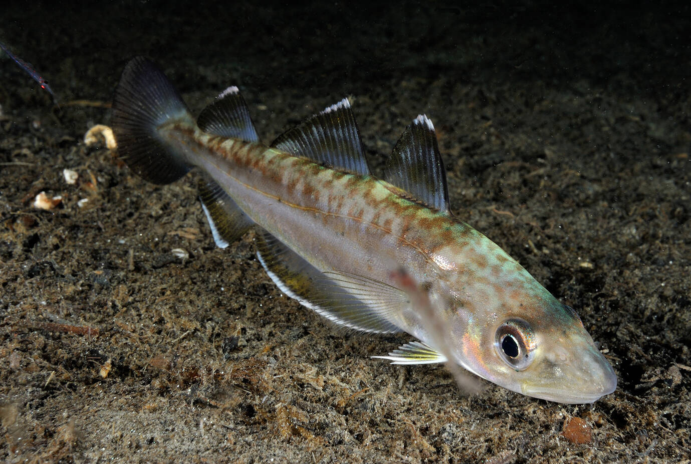 Hvitting (Merlangius merlangus). Foto: Nils Aukan