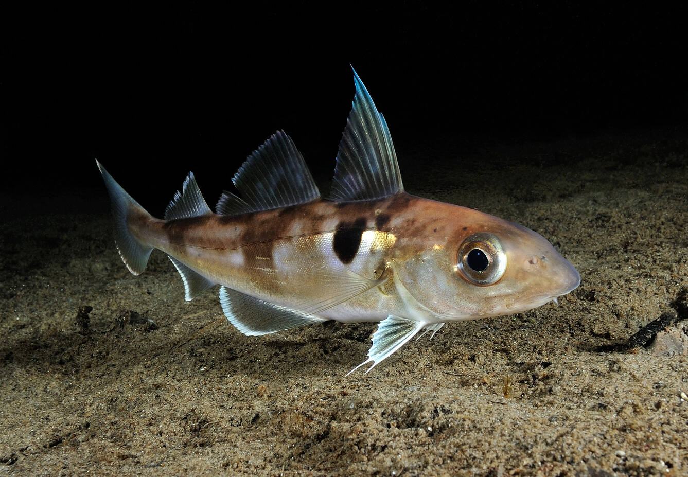 Hyse (Melanogrammus aeglefinus). Foto: Nils Aukan