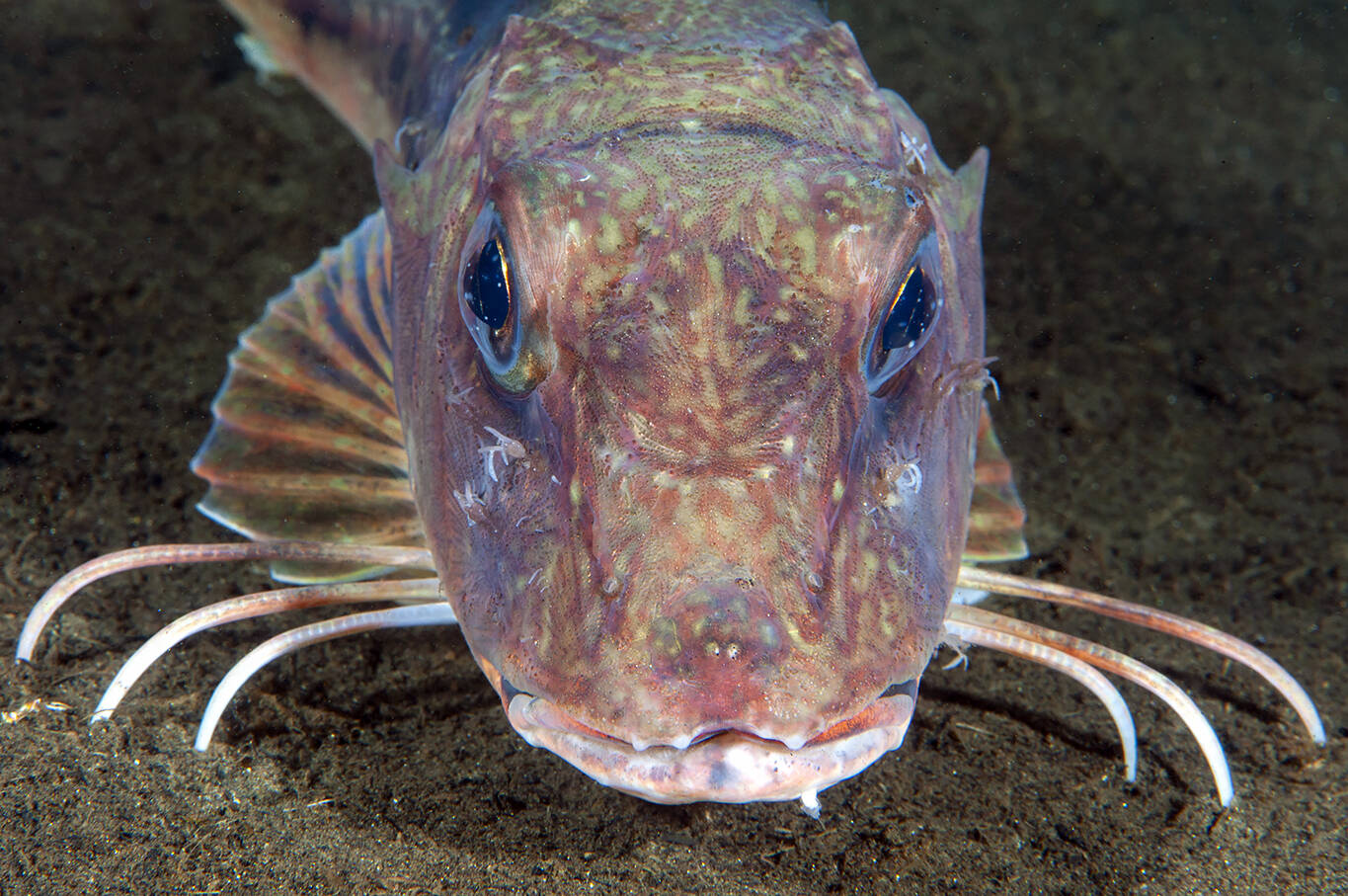 Knurr (Eutrigla gurnardus). Foto: Nils Aukan