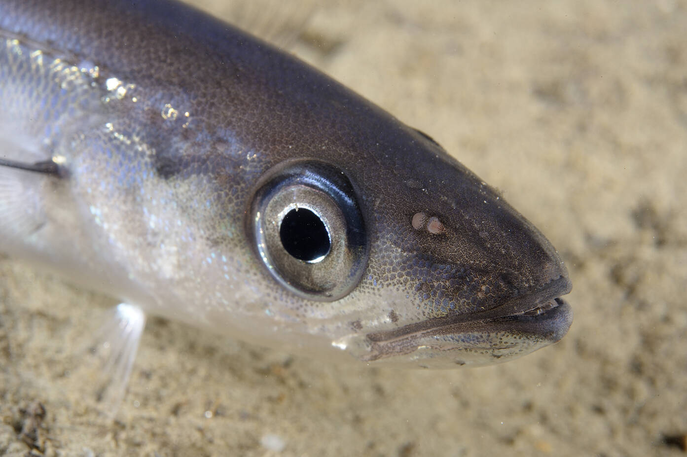 Kolmule-Kolkjeft-Blågunnar (Micromesistius poutassou). Foto: Nils Aukan