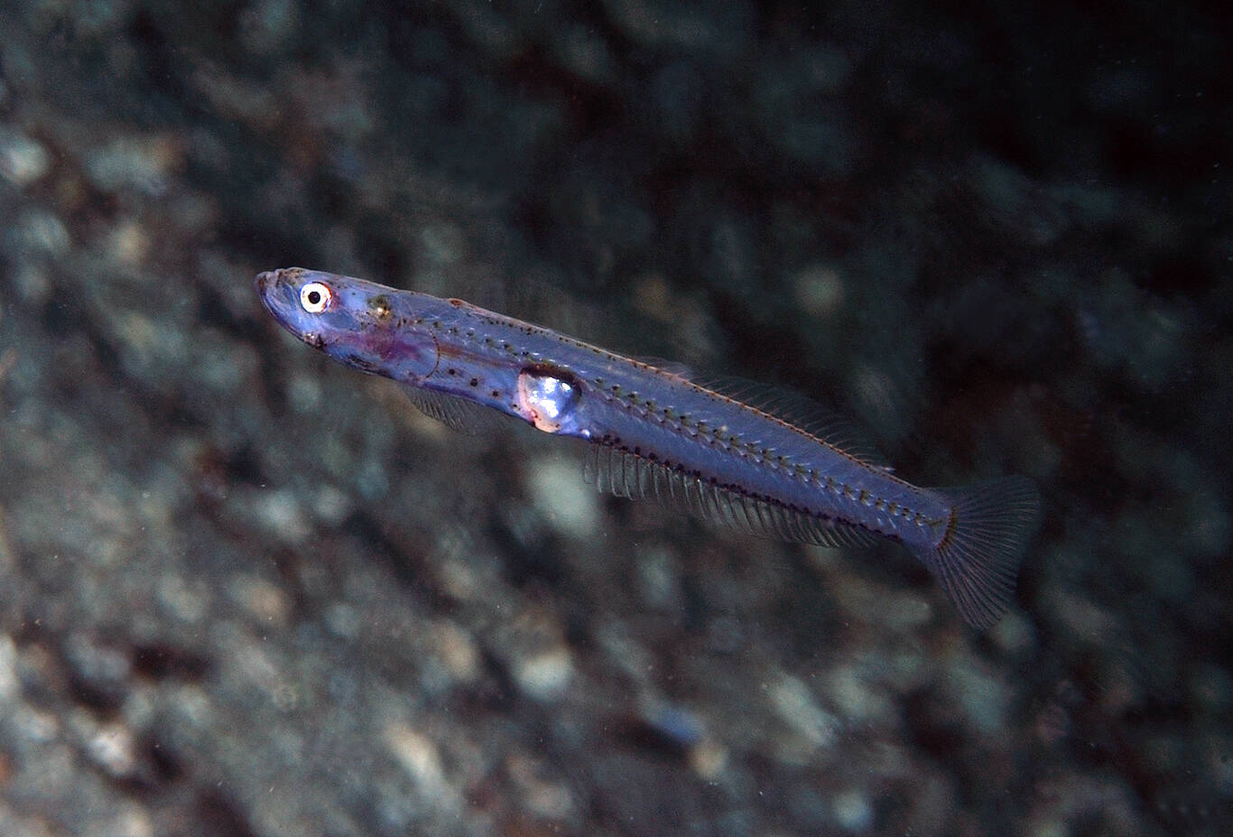 Krystallkutling (Crystallogobius linearis). Foto: Nils Aukan