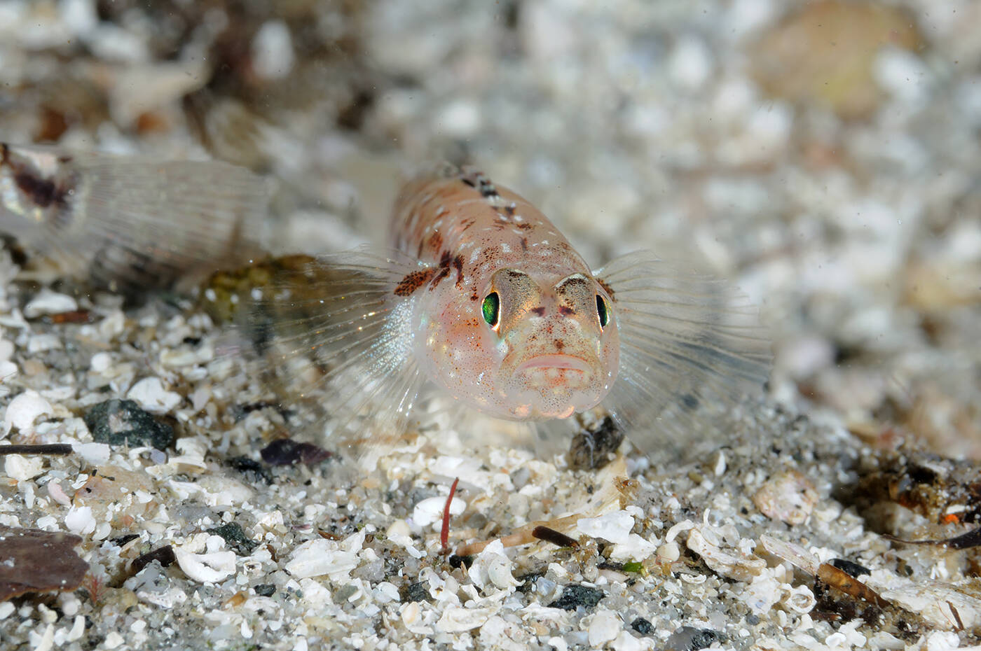 Leirkutling (Pomatoschistus microps). Foto: Nils Aukan