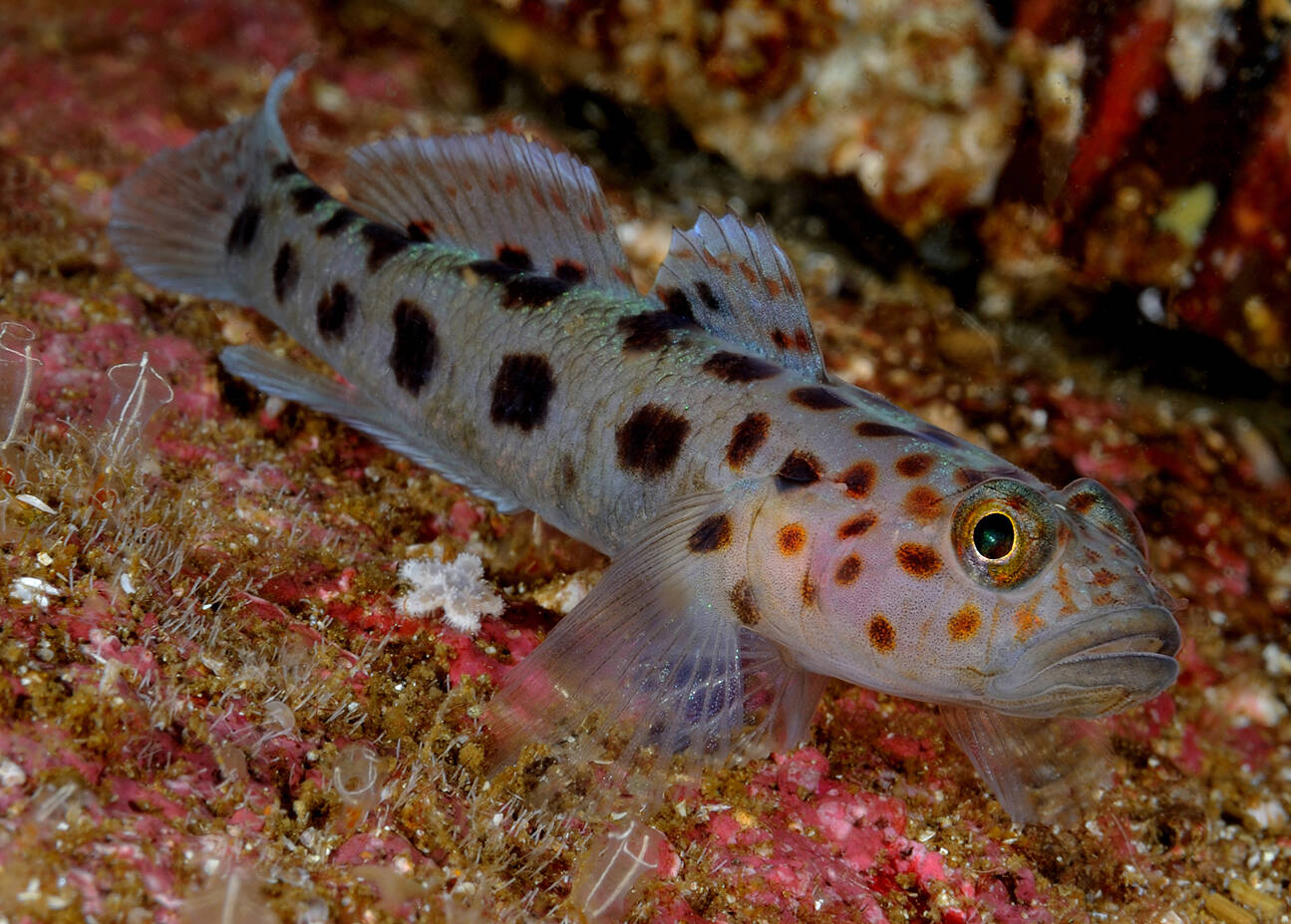 Rødflekket kutling (Thorogobius ephippiatus). Foto: Nils Aukan