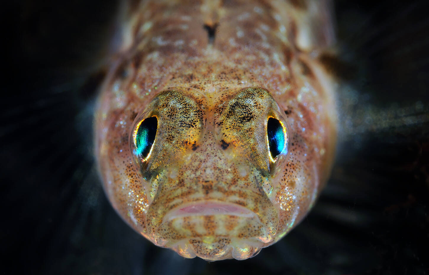 Sandkutling (Pomatoschistus minutus). Foto: Nils Aukan