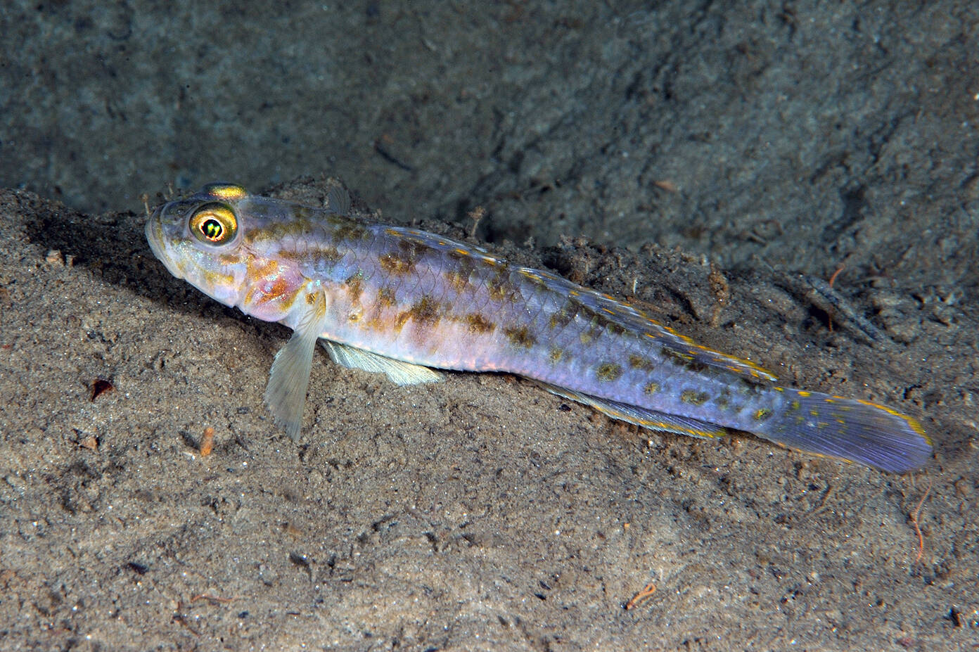 Spisshalet kutling (Lesuerigobius friesii). Foto: Nils Aukan