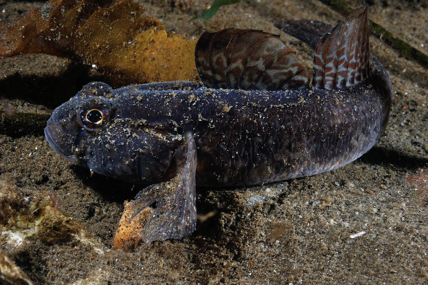 Svartkutling (Gobius niger). Foto: Nils Aukan