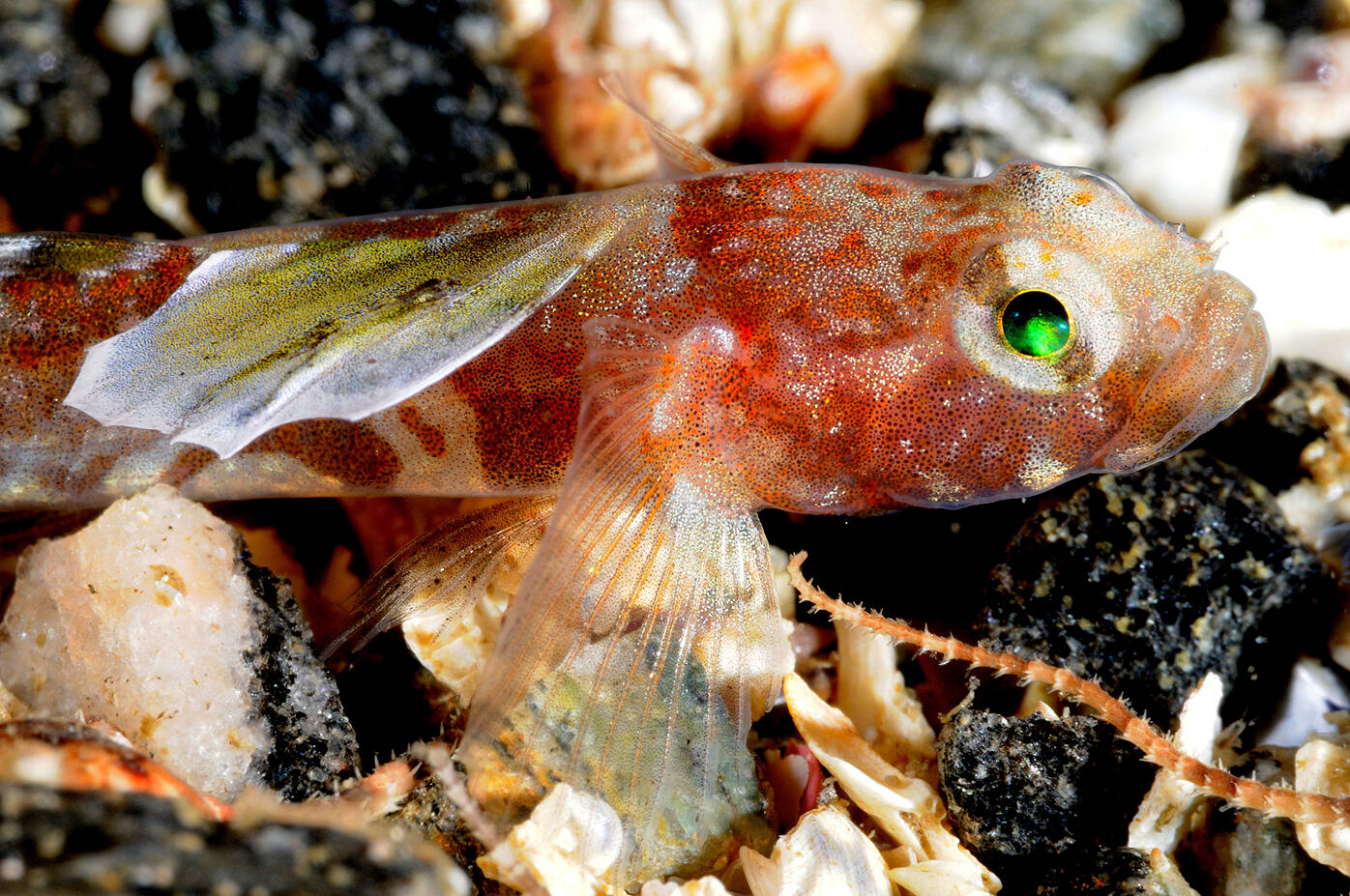 Ulkekutling (Lebetus scorpioides). Foto: Nils Aukan