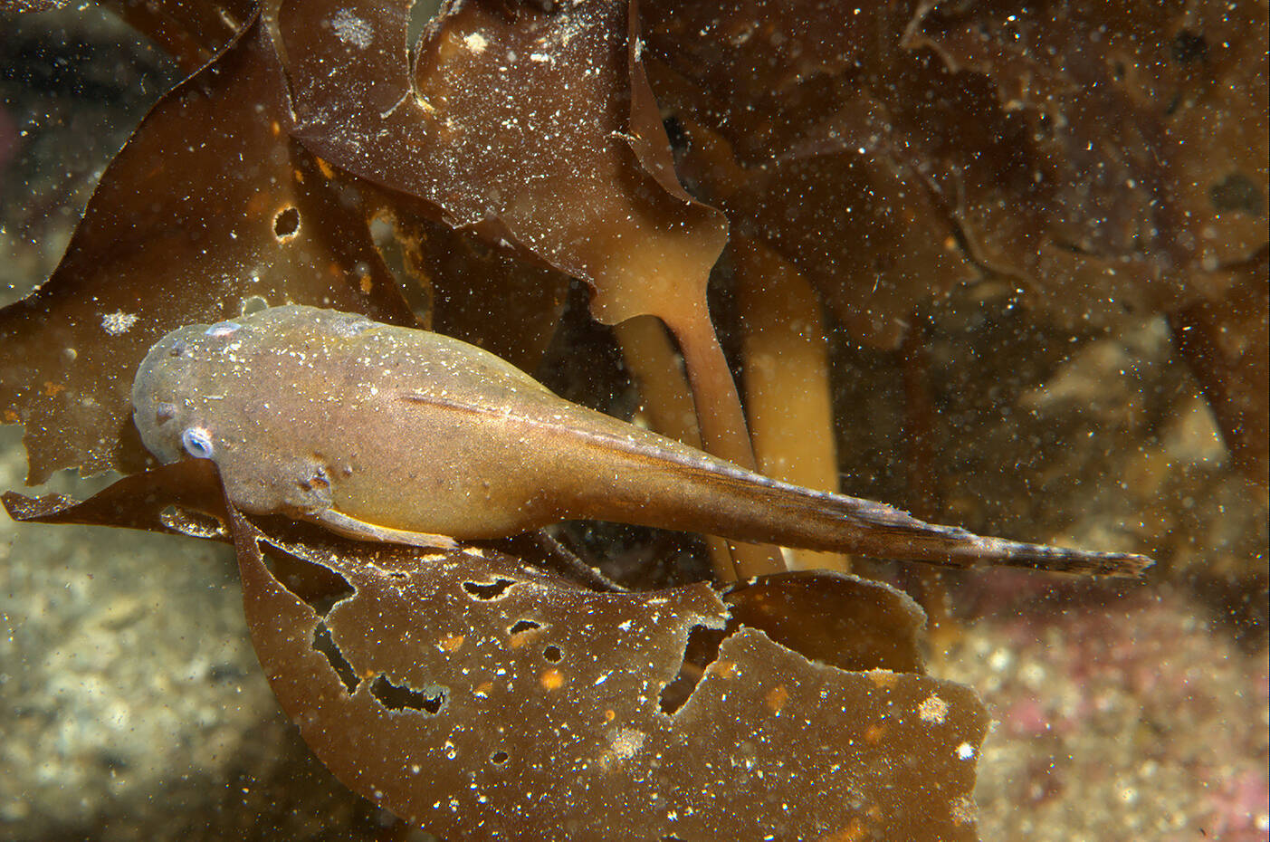 Kystringbuk (Liparis montagui). Foto: Nils Aukan