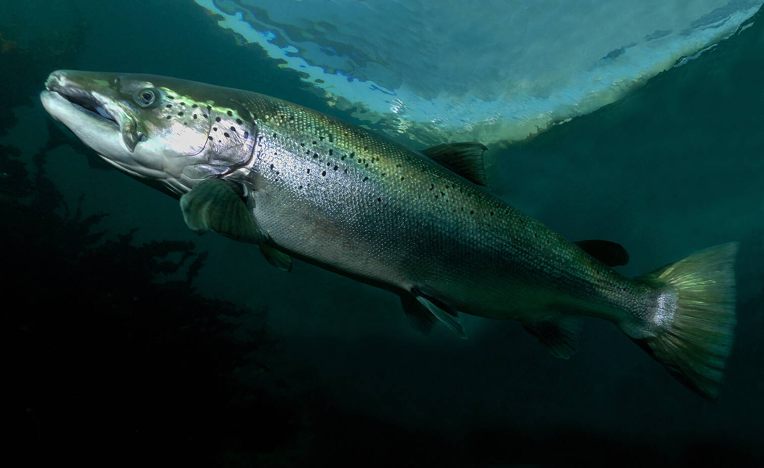 Laks (Salmo salar). Foto: Nils Aukan