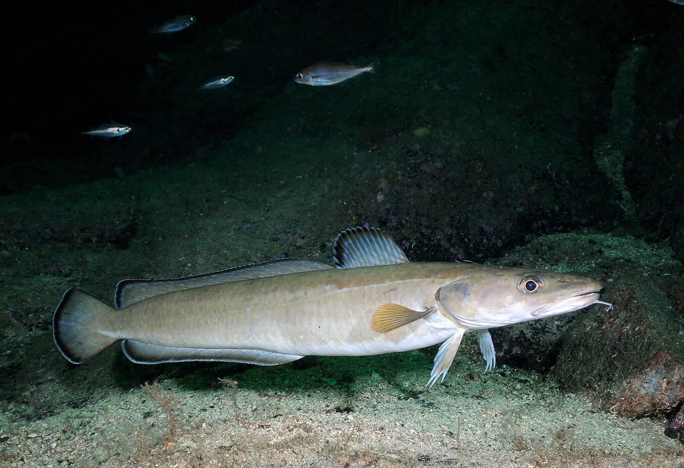 Lange (Molva molva). Foto: Nils Aukan