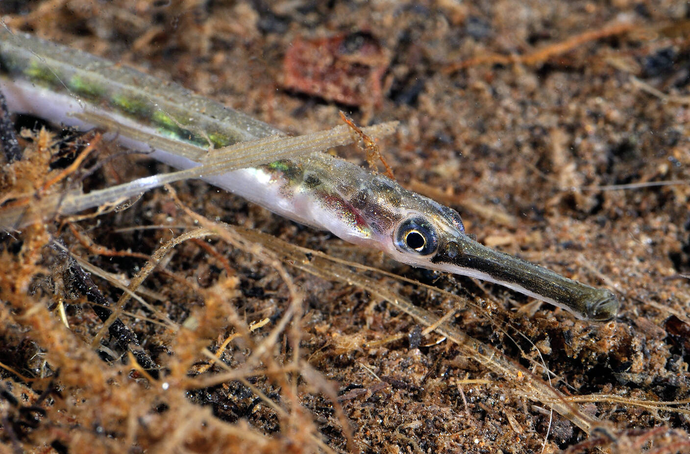 Liten Kantnål (Syngnatus rostellatus). Foto: Nils Aukan