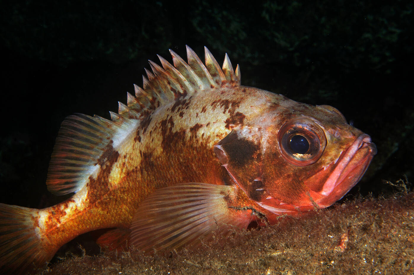 Lusuer (Sebastes viviparus). Foto: Nils Aukan