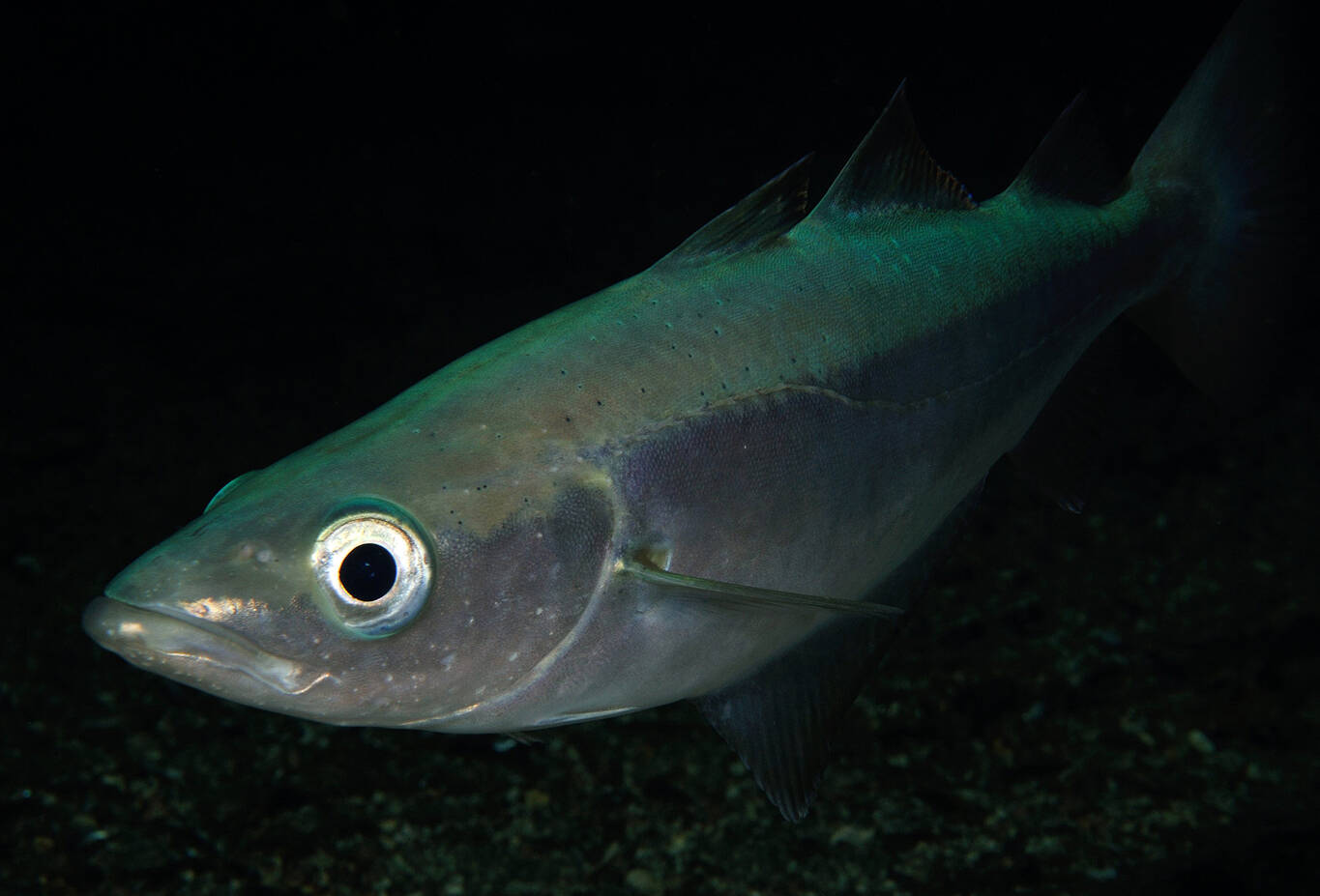 Lyr (Pollachius pollachius). Foto: Nils Aukan