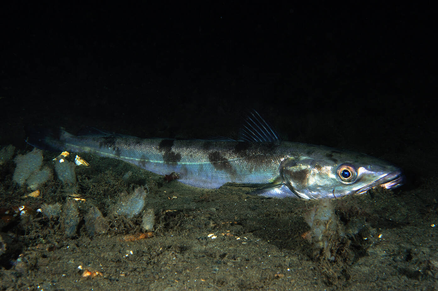 Lysing (Merluccius merluccius). Foto: Nils Aukan