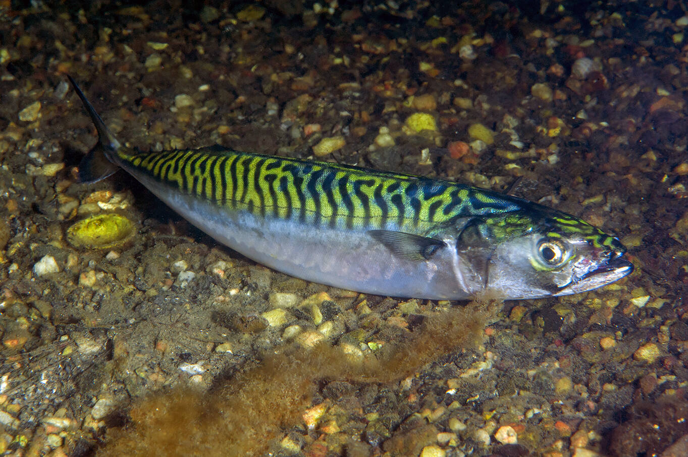 Makrell (Scomber scombrus). Foto: Nils Aukan