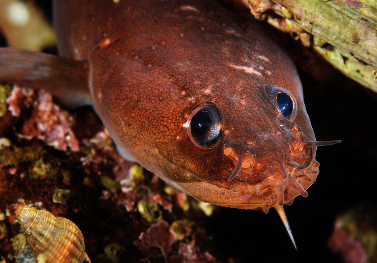 Nordlig tangbrosme (Ciliata septentrionalis). Foto: Nils Aukan