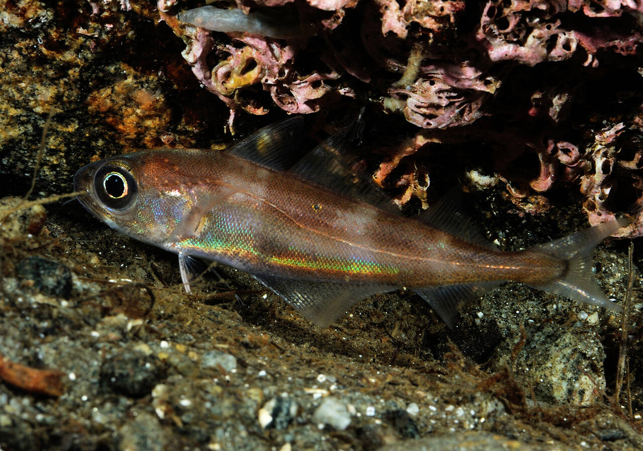 Øyepål (Norway pout). Foto: Nils Aukan