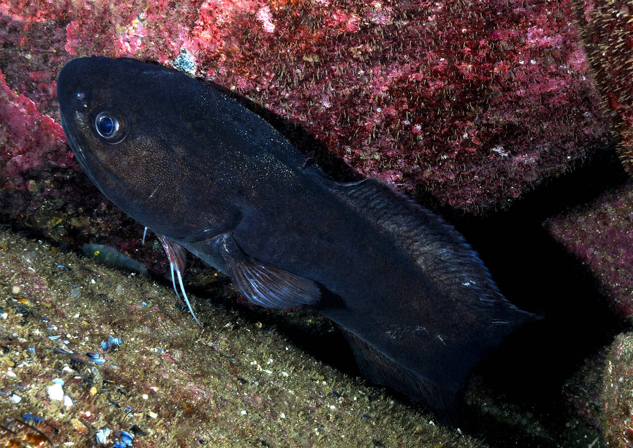 Paddetorsk (Raniceps raninus). Foto: Nils Aukan