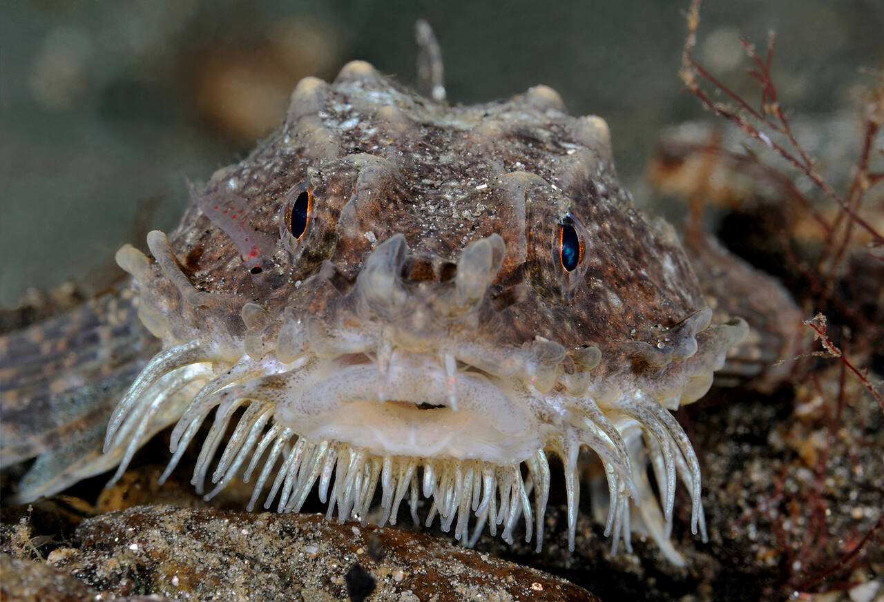 Panserulke (Agonus cataphractus). Foto: Nils Aukan