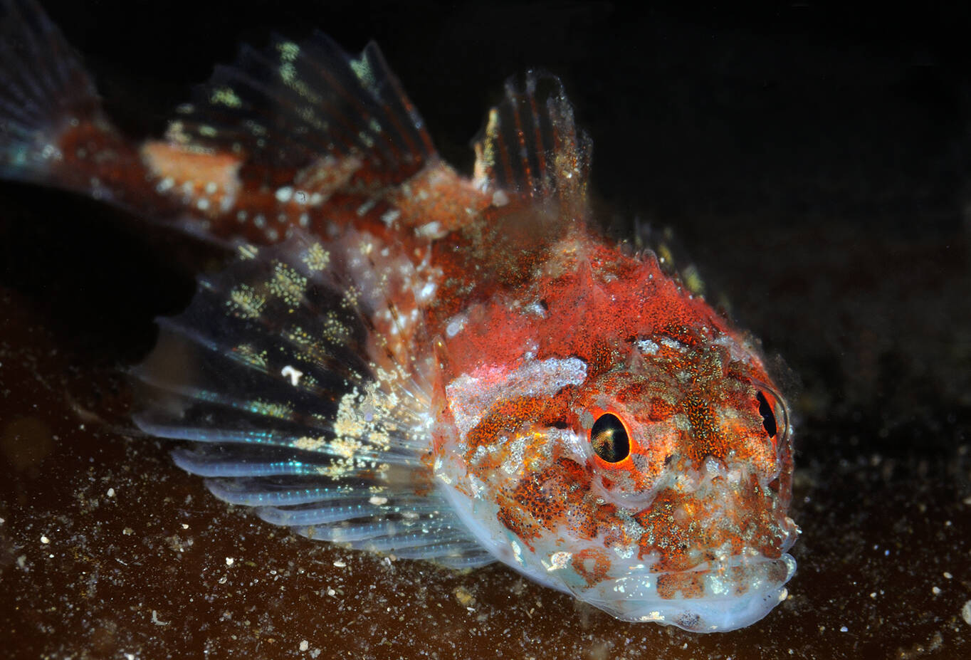 Piggulke (Taurulus liljeborgi). Foto: Nils Aukan