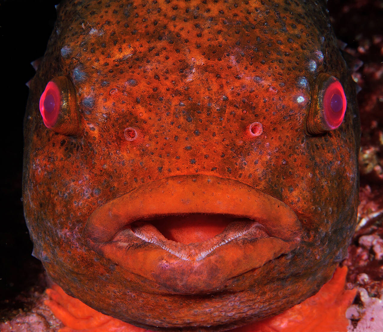 Rognkall/Rognkjeks (Cyclopterus lumpus). Foto: Nils Aukan