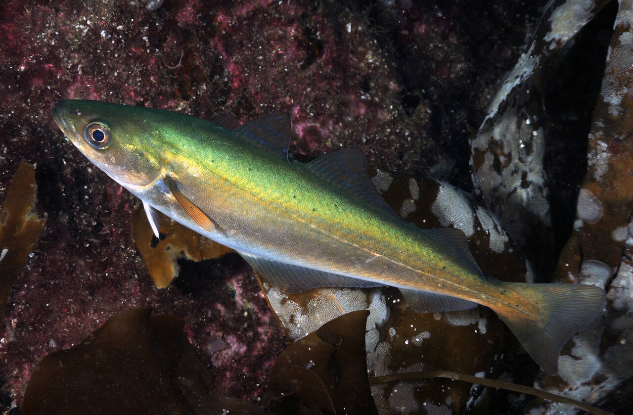 Sei (Pollachius virens). Foto: Nils Aukan