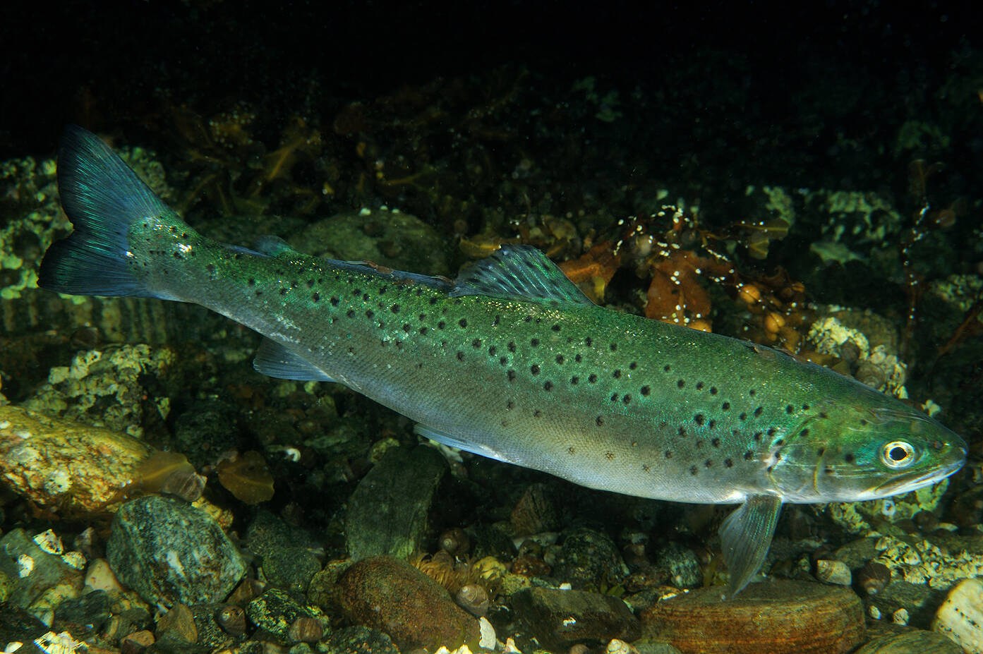 Sjøørret (Salmo trutta). Foto: Nils Aukan