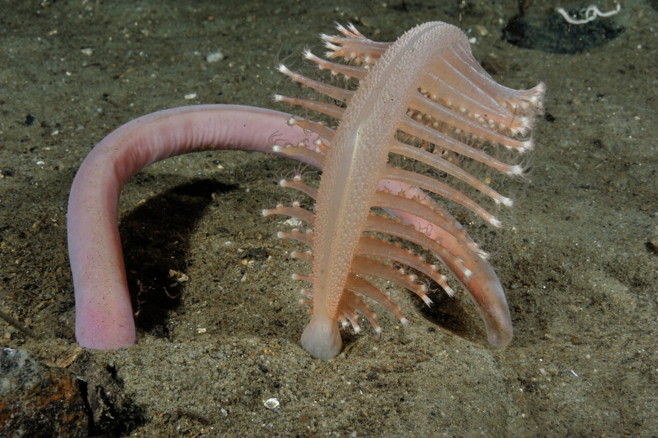 Slimål (Myxine glutinosa). Foto: Nils Aukan