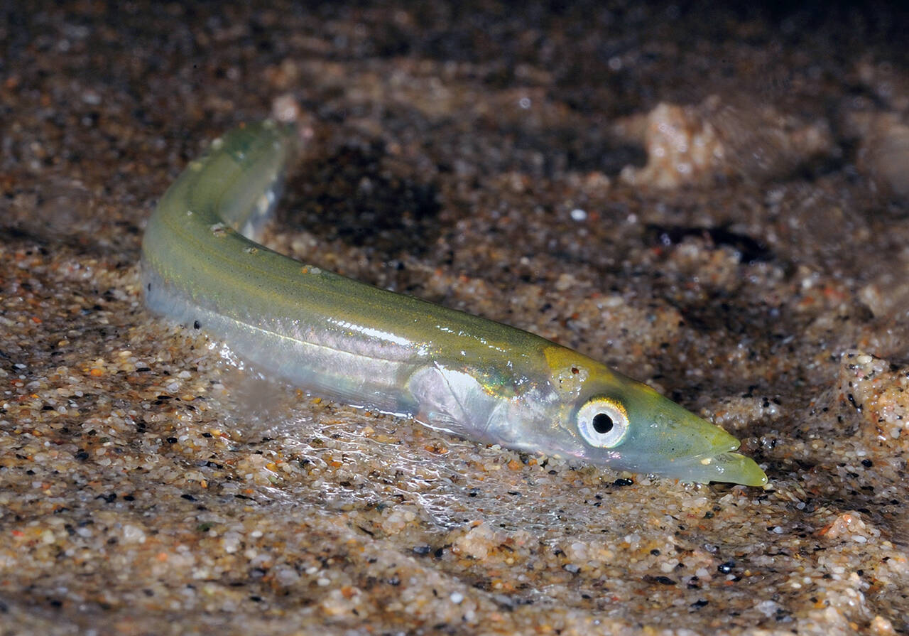 Småsil-Tobis (Ammodytes tobianus). Foto: Nils Aukan