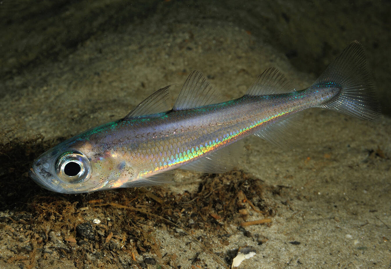 Sølvtorsk (Gadiculus argenteus). Foto: Nils Aukan