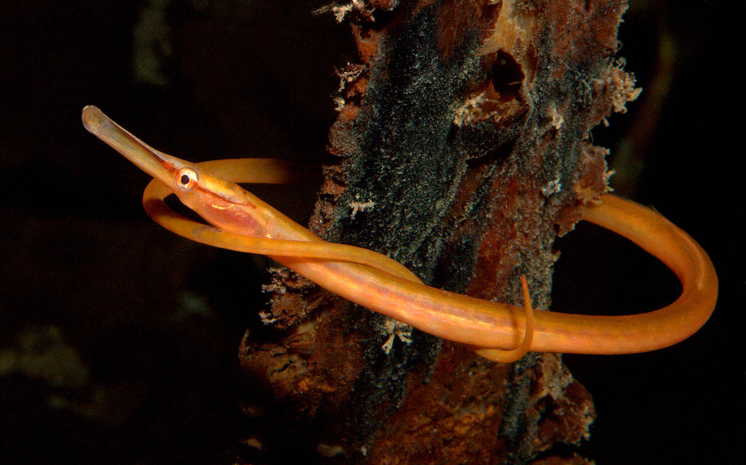 Stor havnål (Entelurus aequorus). Foto: Nils Aukan