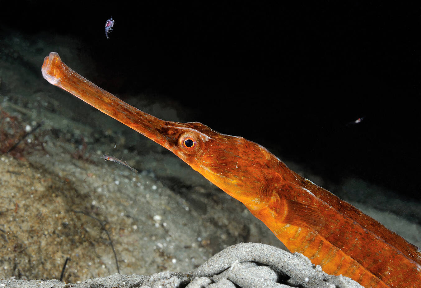 Stor havnål (Entelurus aequorus). Foto: Nils Aukan