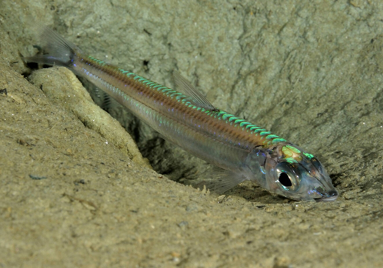 Strømsild (Argentina sphyraena). Foto: Nils Aukan