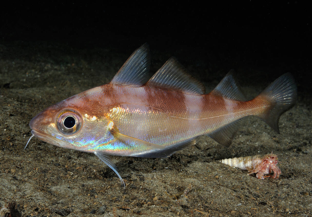 Sypike (Trisopterus minutus). Foto: Nils Aukan