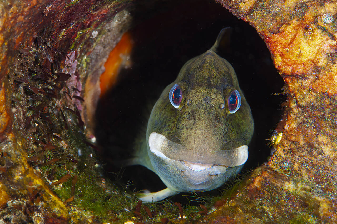 Tangkvabbe (Lipophrys pholis). Foto: Nils Aukan