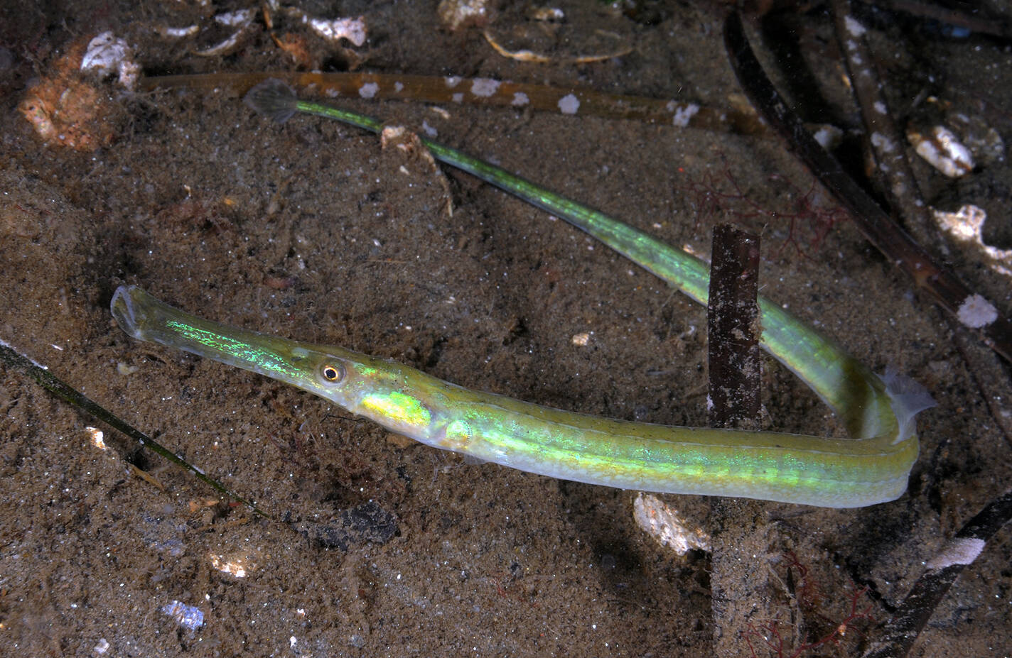 Tangsnelle (Syngnathus typhle). Foto: Nils Aukan