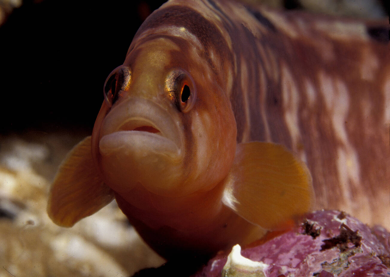 Tangsprell (Pholis gunnellus). Foto: Nils Aukan