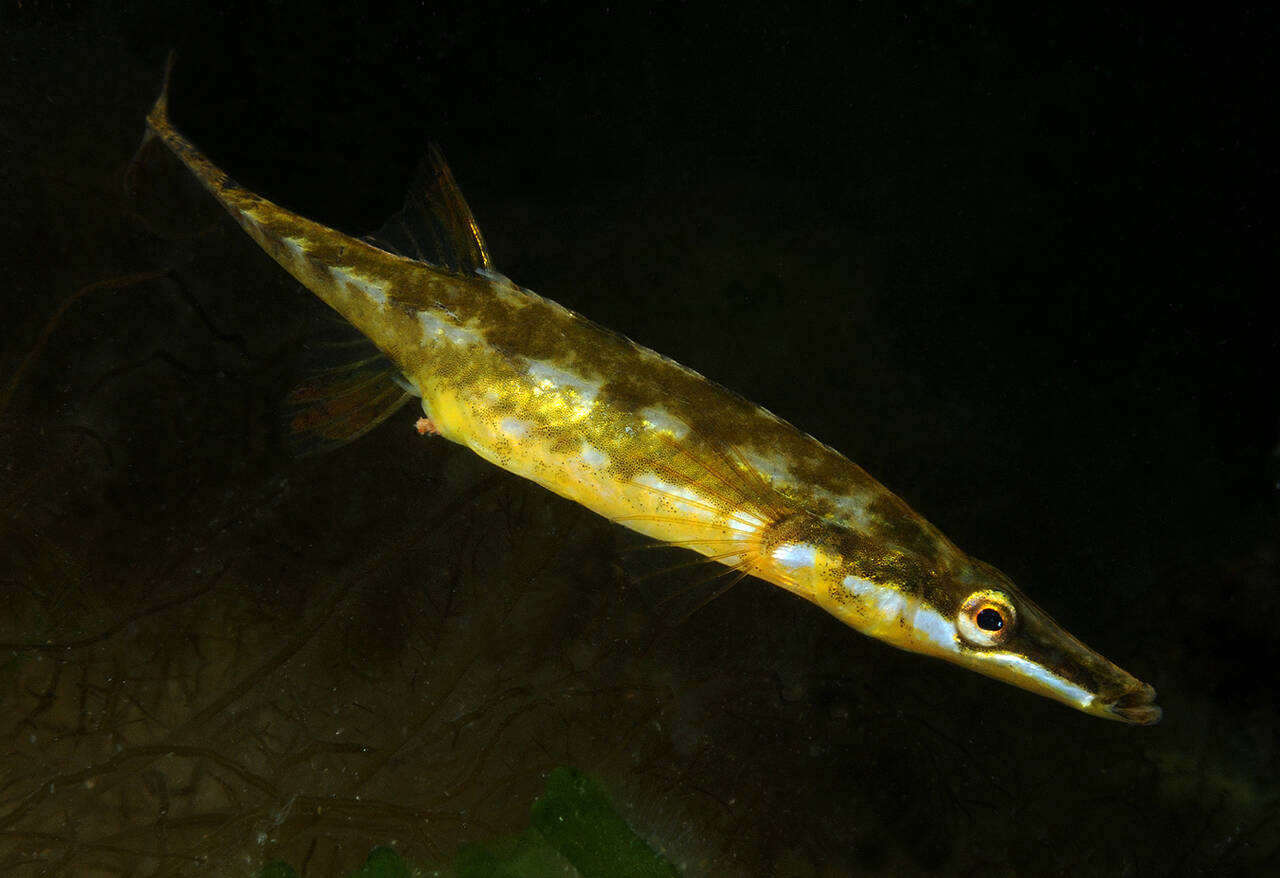 Tangstikling (Spinachia spinachia). Foto: Nils Aukan