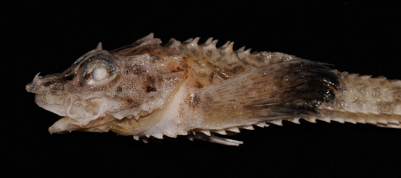 Tiskjegg (Leptagonus decagonus). Foto: Nils Aukan