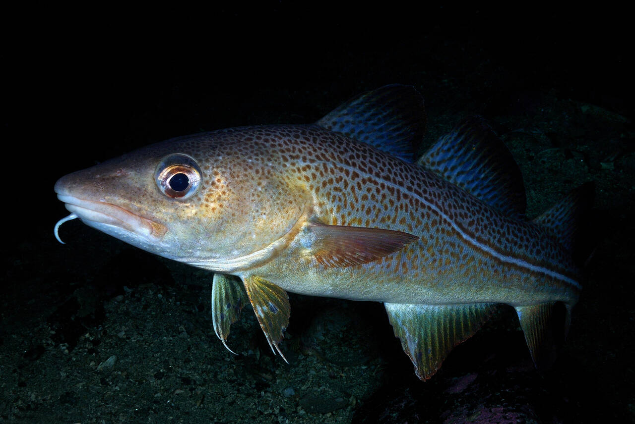 Torsk (Gadus morhua). Foto: Nils Aukan