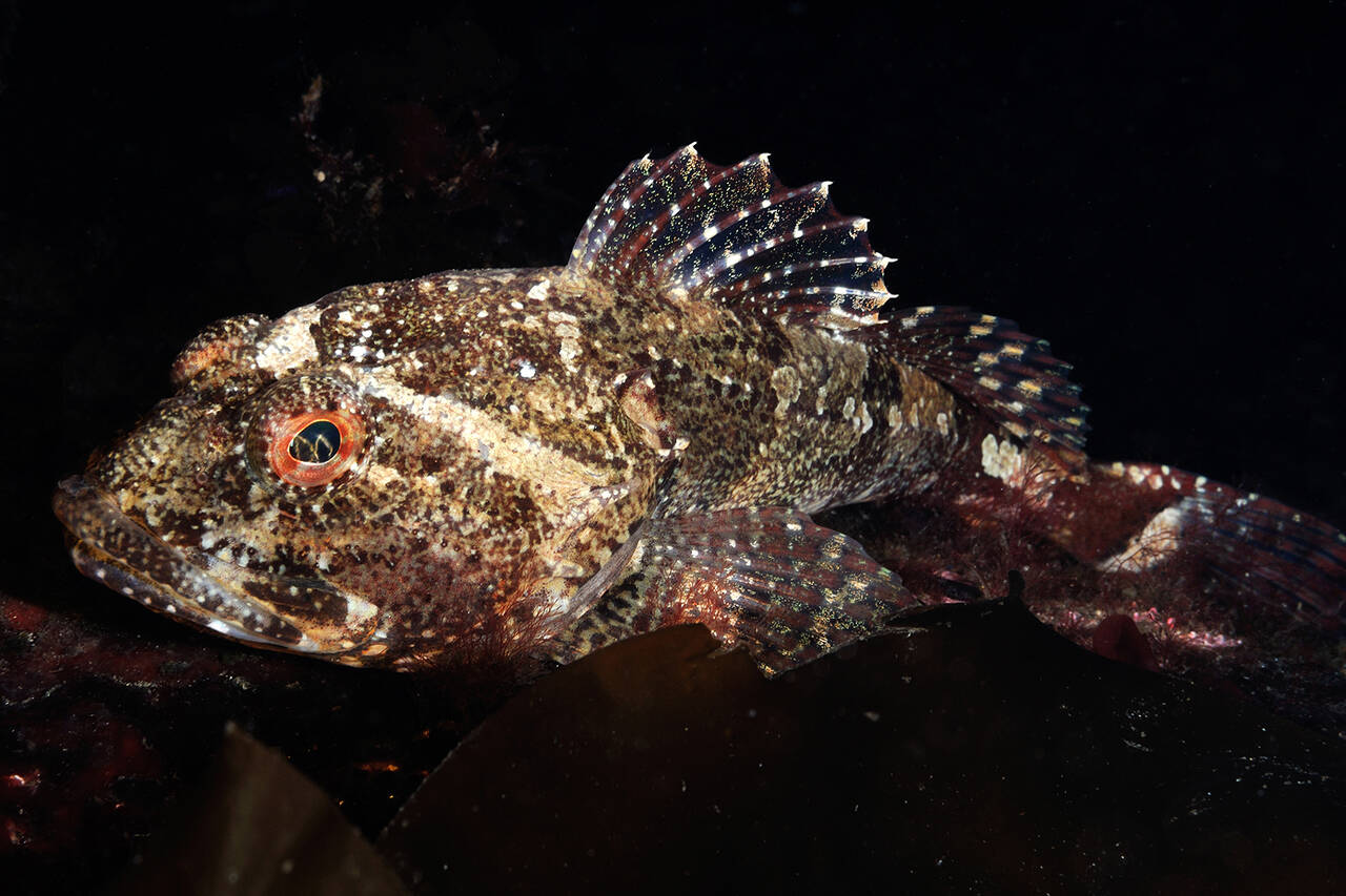 Vanlig Ulke (Myoxocephalus scorpius). Foto: Nils Aukan