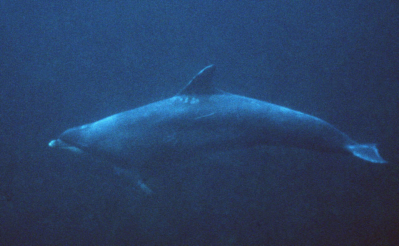 Bottlenose dolphin (Tursipos truncatus). Foto: Nils Aukan