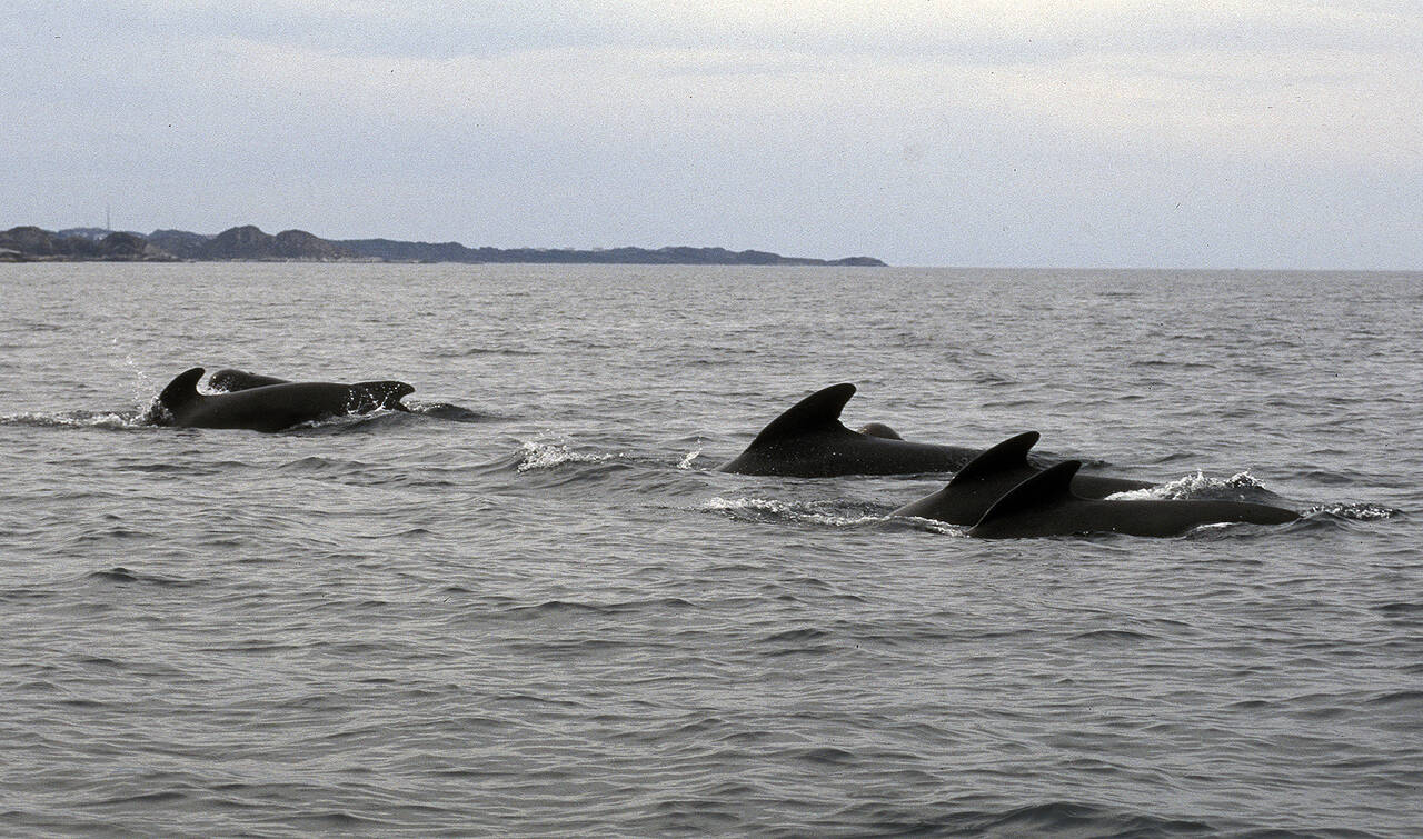 Grindhval (Globicephala melas). Foto: Nils Aukan