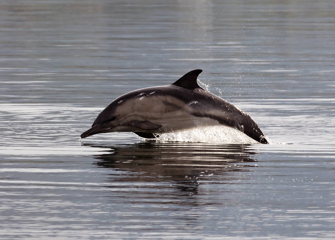 Gulflankedelfin-Short beaked common dolphin (Delphinus delphis). Foto: Nils Aukan