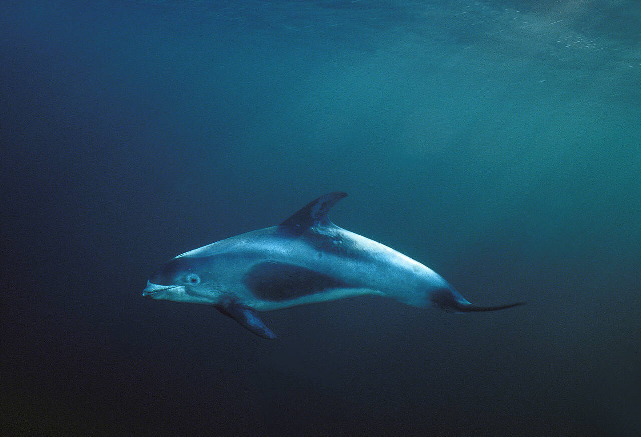 Kvitnos (Lagenorhyncus albirostris). Foto: Nils Aukan