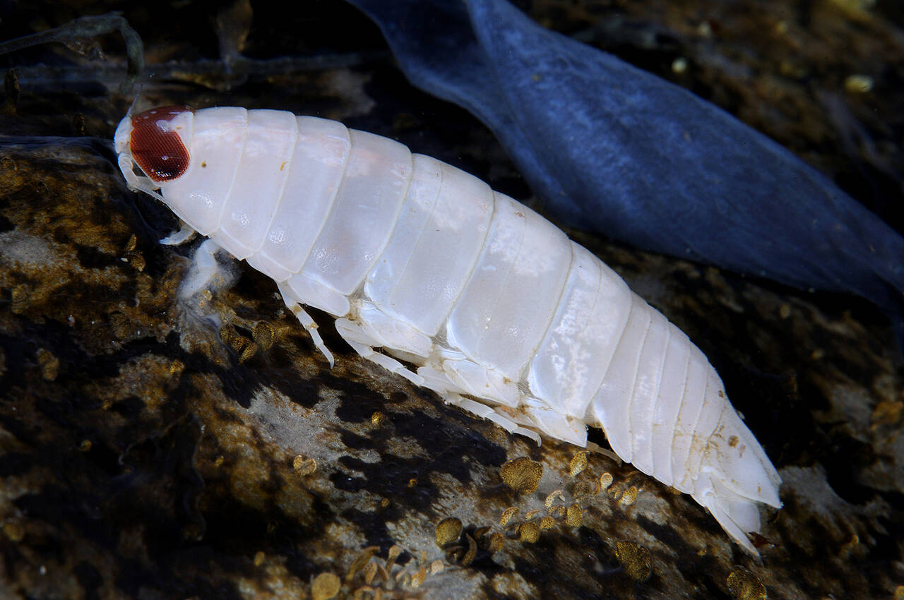 Parasittisk isopode (Aega stroemii). Foto: Nils Aukan