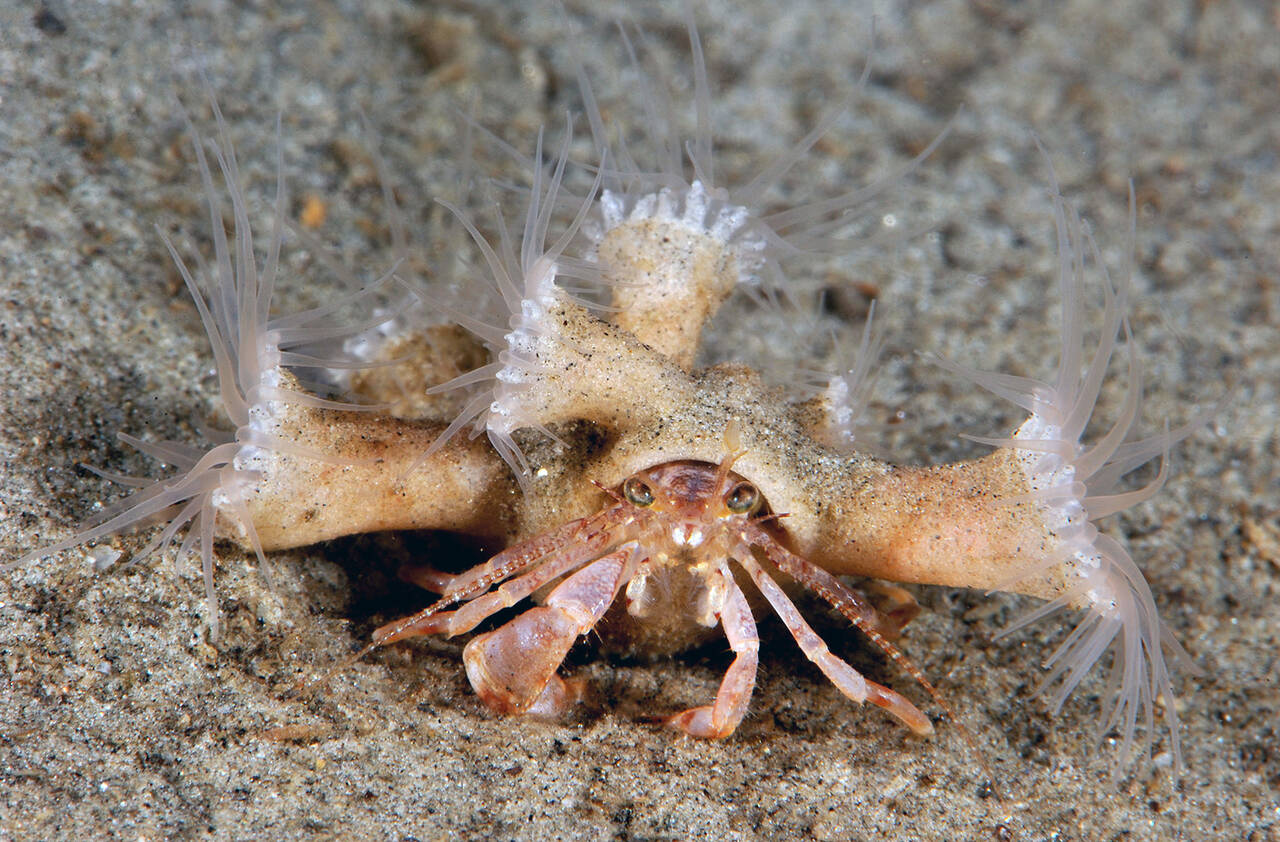 Anapagurus laevis. Foto: Nils Aukan