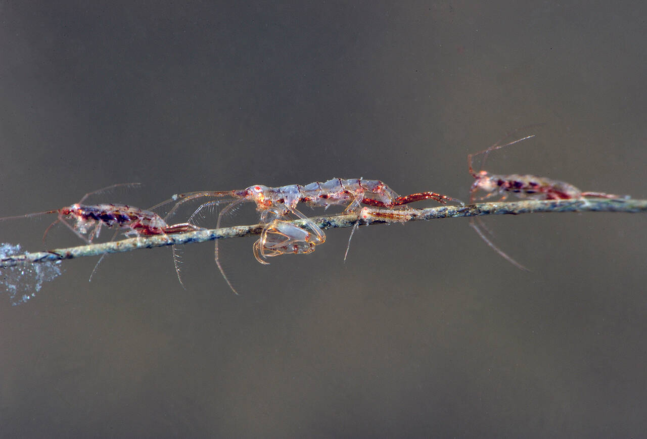 Dyopedos monacanthus. Foto: Nils Aukan